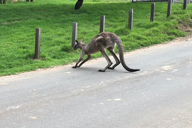 #1 Private Blue Mountains Tour by authentic story telling locals - Featherdale Wildlife Park: close-up wildlife time without the big-ticket chaos