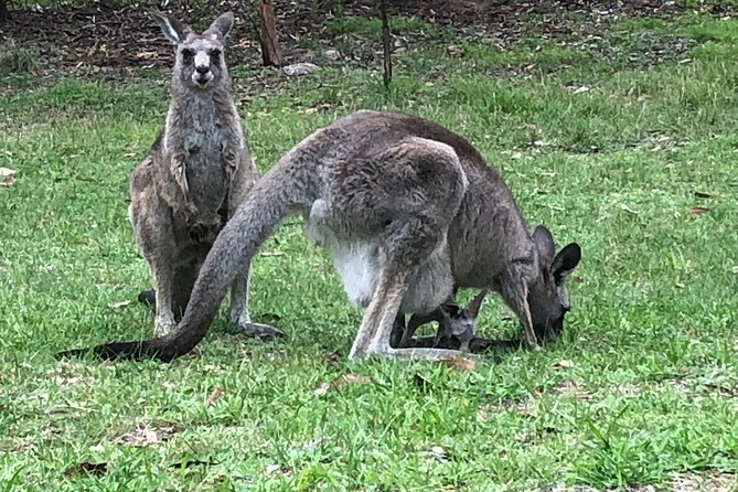 #1 Private Blue Mountains Tour by authentic story telling locals - Breakfast and lunch included: fueling a long day (and accommodating diets)