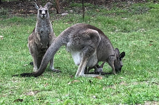 #1 Private Blue Mountains Tour by authentic story telling locals - Blue Mountains stop: cliffs, waterfalls, and the kind of scenery that feels huge
