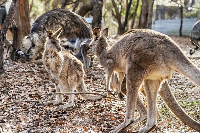 14 Day Tour from Sydney to Cairns Fraser Island and Whitsundays - Day 6: Noosa National Park and Rainbow Beach as Your Gateway North