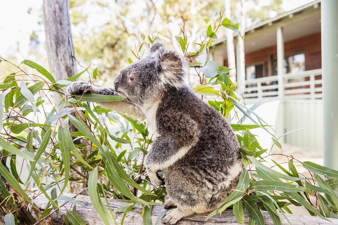 14 Day Tour from Sydney to Cairns Fraser Island and Whitsundays - Small-Group Comfort (Up to 16) and Why It Matters