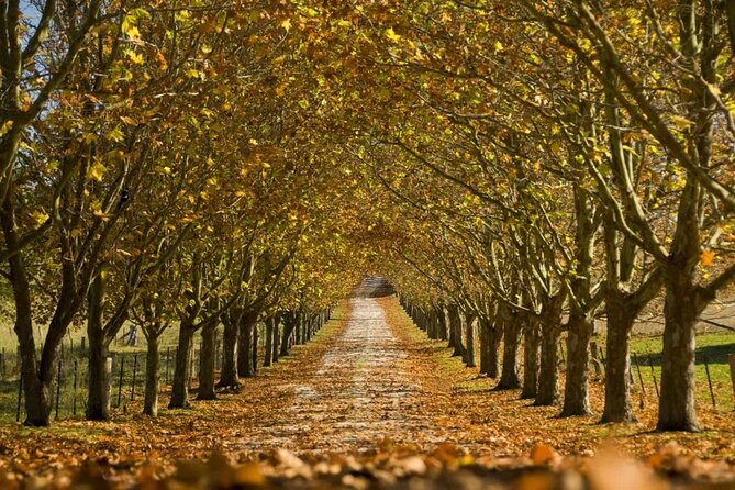 A Day In The Vineyards || Luxury Private Winery Tour From Sydney - Fitzroy Falls: the forest walk that cools your mood