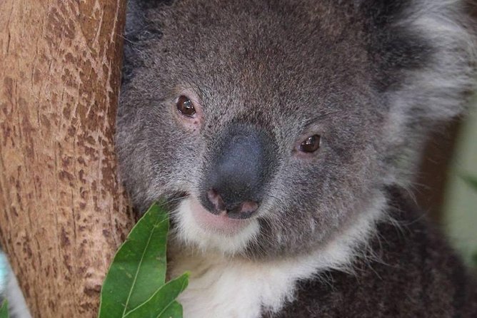 All Inclusive Blue Mountain,Scenic World,Lunch,Koalas,ferry - Price and Value: What You’re Really Paying For
