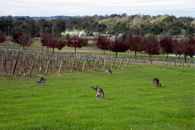 Award-Winning Hunter Valley Wine & Cheese Tour from Sydney - Hunter Valley Gardens drive-by: a quick visual palate cleanser