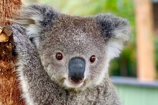 Baby Animals, Boomerangs and BBQ Lunch - Key reasons this tour feels worth it