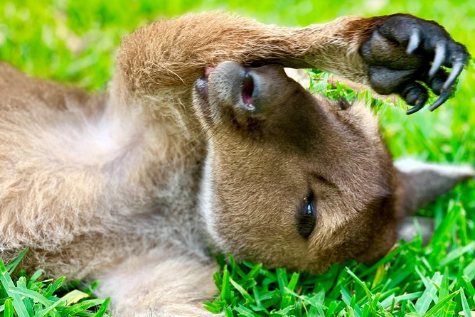 Baby Animals, Boomerangs and BBQ Lunch - Getting to Australian Reptile Park Without Stressful Sydney Driving