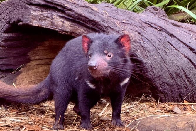 Baby Animals, Boomerangs and BBQ Lunch - Koala Meeting (5 Minutes) With Built-In Photo Value