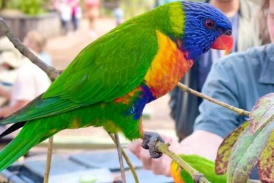 Baby Animals, Boomerangs and BBQ Lunch