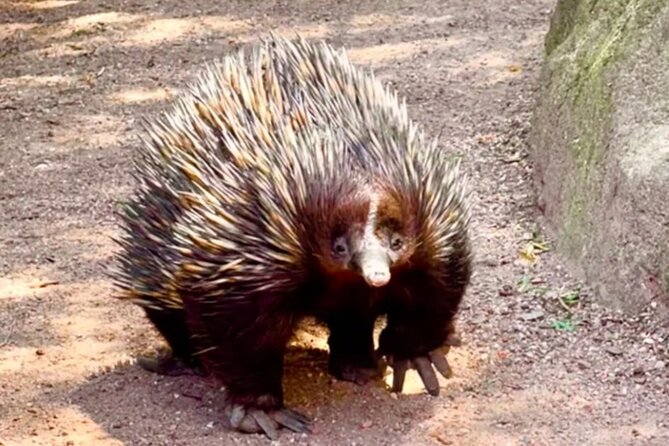 Baby Animals, Boomerangs and BBQ Lunch - All-You-Can-Eat BBQ Lunch, Cheese Platter, and Drinks