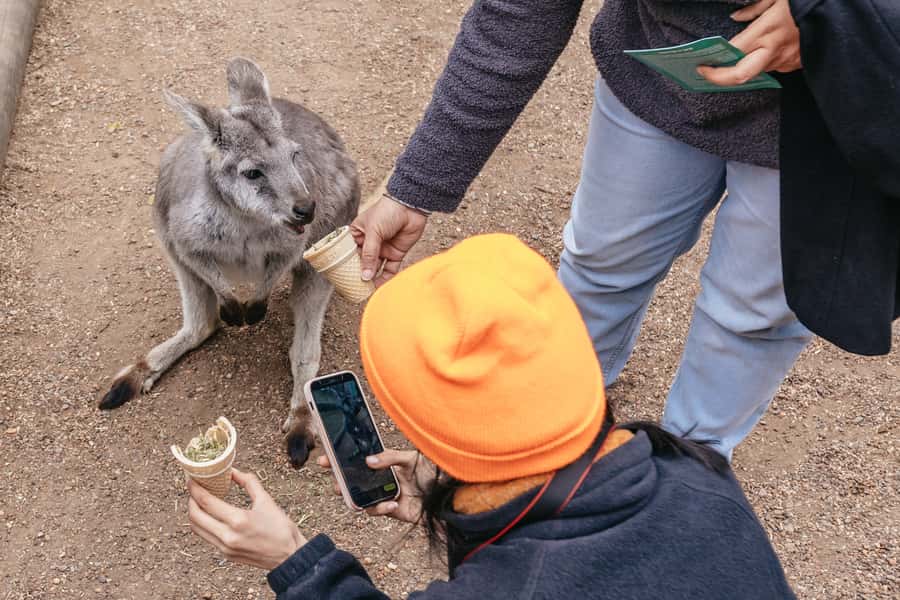 Blue Mountain Small Group Scenic World, Wildlife, Waterfall - Price, value, and who should book the $148 small-group format