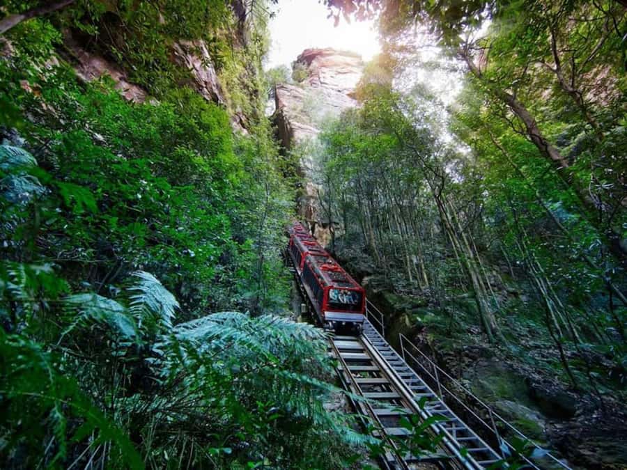 Blue Mountain Tour + Hop-on-Hop-off Big Bus Discover Ticket - Sydney Zoo: koalas, kangaroos, and a photo moment