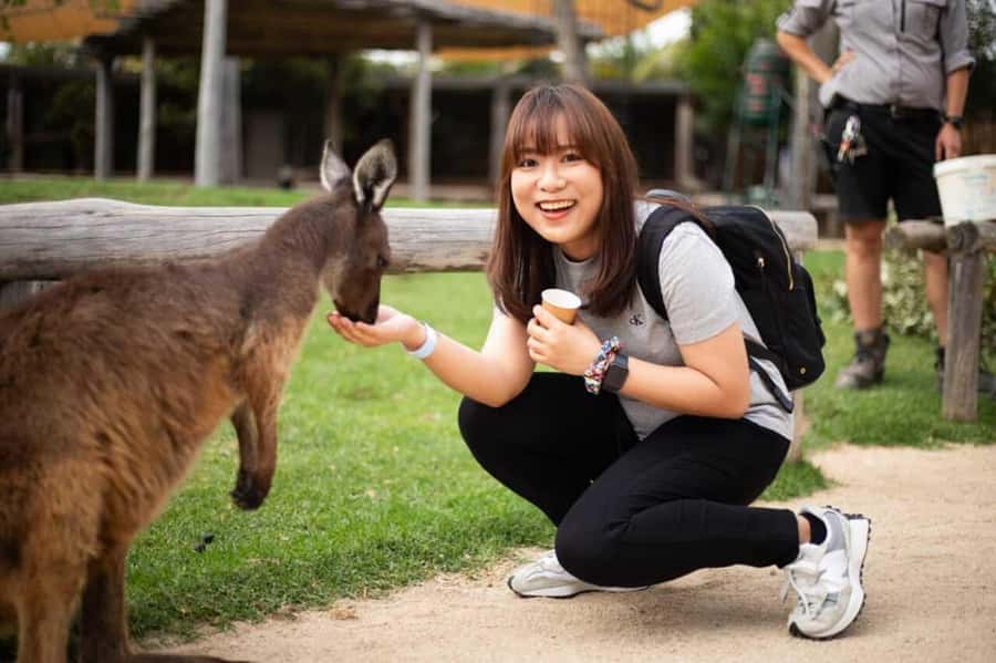 Blue Mountain Tour + Hop-on-Hop-off Big Bus Discover Ticket - Katoomba and Scenic World: Railway, Skyway, Cableway