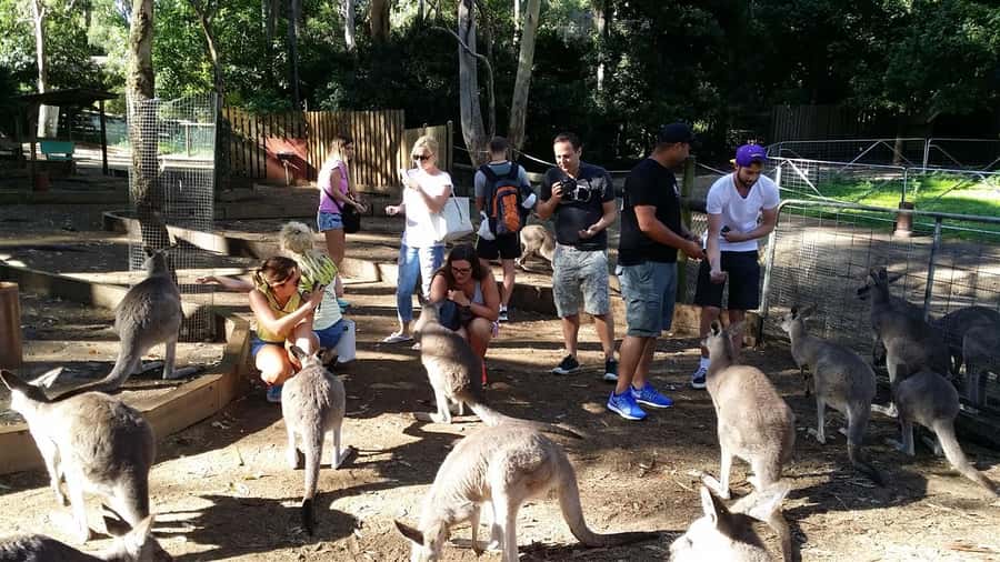 Blue Mountains: Aboriginal Experience Day Tour from Sydney - A Living-Story Walk in the Blue Mountains
