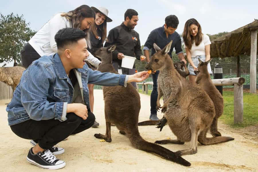Blue Mountains Adventure: Scenic World, Zoo & Koala Photo - Price and Value at $144, What You’re Really Paying For