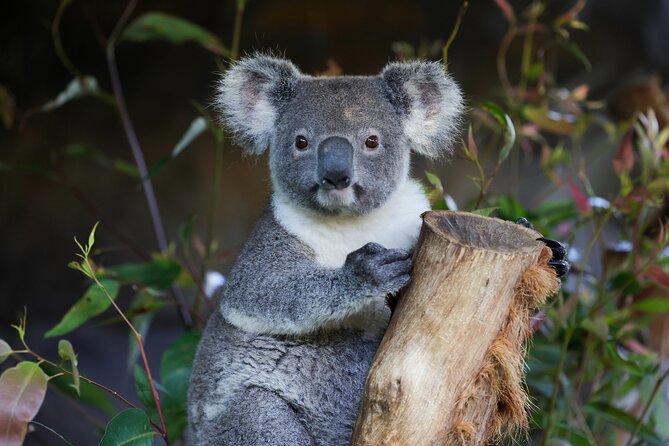 Blue Mountains All-inclusive Tour with Scenic World & Lunch - Key Points to Know Before You Go