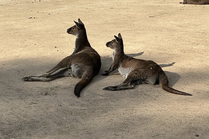 Blue Mountains and Australian Native Animals - Featherdale Sydney Wildlife Park: Koalas, Wombats, Quokkas, and More