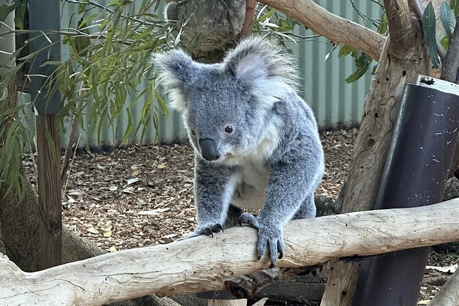 Blue Mountains and Australian Native Animals - What the EcoPass Guide Approach Means for Your Hike