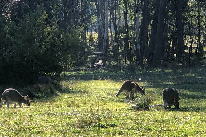 Blue Mountains Day, Sunset Tour & Glow Worms Night Adventure - Sunset from the Cliff Look Out: Photos, Breathing Room, and Timing