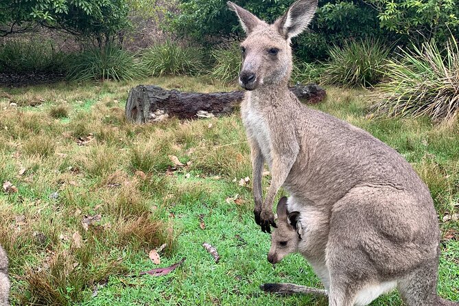 Blue Mountains Day, Sunset Tour & Glow Worms Night Adventure - Who This Tour Suits, and What to Bring