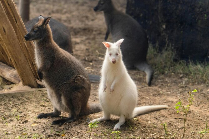 Blue Mountains Day Tour : Featherdale & Bush walk (15 ppl LUX) - Key highlights worth knowing