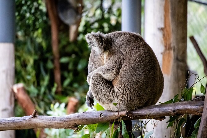 Blue Mountains Day Tour from Sydney - Key things to know before you go