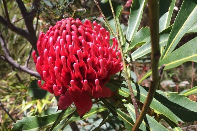 Blue Mountains Day Tour Including Parramatta River Cruise - Wentworth Falls lookout walk, or Leura Cascades instead
