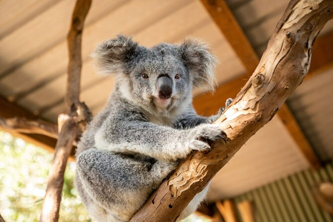 Blue Mountains Day Tour -Scenic World, Koalas & Roos (15 ppl LUX) - Key highlights worth knowing before you go