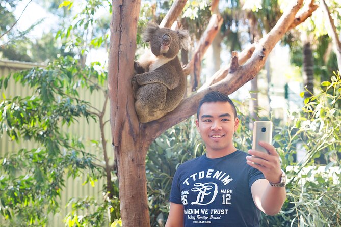 Blue Mountains Day Tour with Wildlife, Walks and Scenic World - Featherdale Wildlife Park: kangaroos and koalas close-up