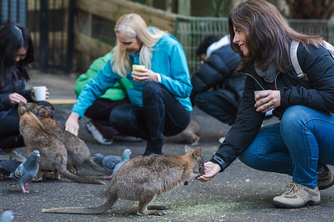 Blue Mountains Day Tour with Wildlife, Walks and Scenic World - Wentworth Falls lookout walk: where the valley opens up
