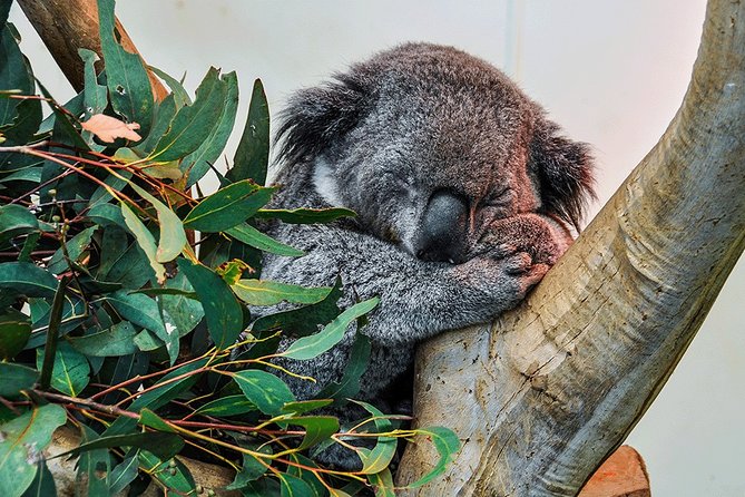Blue Mountains Highlights, Wildlife Park and Scenic World Full Day Private Tour - Featherdale Sydney Wildlife Park: Best Way to See Australia Up Close