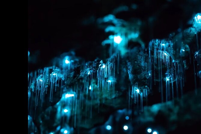 Blue Mountains Hiking Glow worms Cave Wildlife Spotlighting Night Adventure - Key things to know before you go