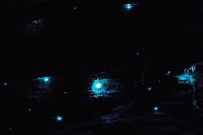 Blue Mountains Hiking Glow worms Cave Wildlife Spotlighting Night Adventure - Why an 8:00 pm Blue Mountains hike changes everything