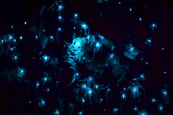 Blue Mountains Hiking Glow worms Cave Wildlife Spotlighting Night Adventure - Price and value: is $132.69 worth it?