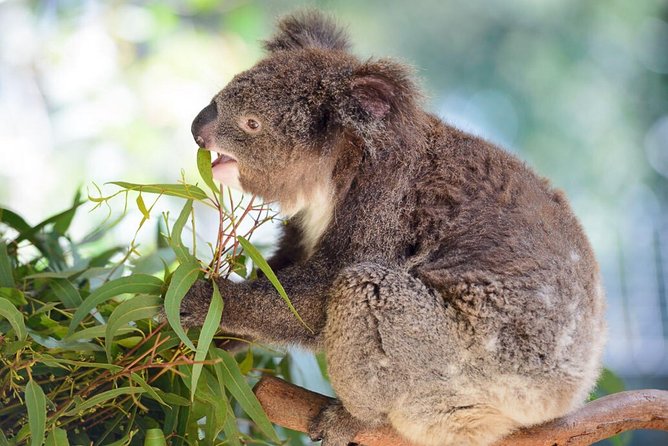 Blue Mountains | Koalas, Kangaroos & Bondi Beach Private Tour - Price and Value at $555.86: Tickets, Guide, and a Private Route