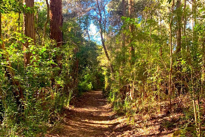 Blue Mountains Private Sightseeing Day Tours from Sydney - Secluded bush waterhole retreat and optional kangaroo encounter