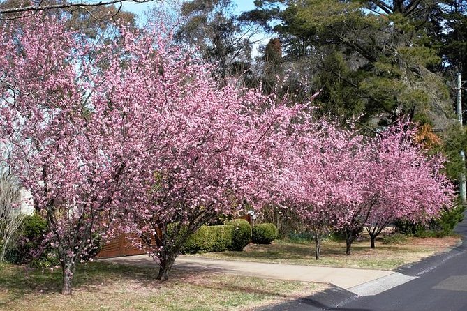 Blue Mountains Private Tour - Price and Value: What You Get for $416