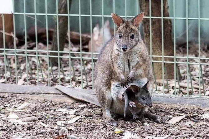 Blue Mountains Private Tour | Koala, Kangaroo, & Waterfalls Day - A private Blue Mountains day that respects your time