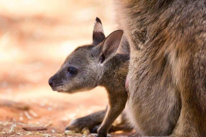 Blue Mountains Private Tour | Koala, Kangaroo, & Waterfalls Day - Waterfalls and valley lookouts: Katoomba Cascades to Lincoln’s Rock