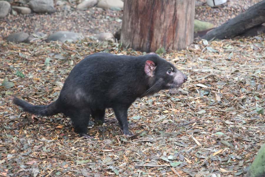 Blue Mountains private tour with Featherdale Wildlife Park - Katoomba and Scenic World: choose your level of fun