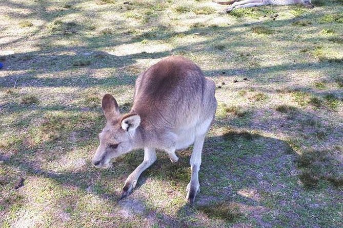 Blue Mountains Private Tour with Kangaroo and Koala Experience - The Mercedes Ride and the Private-Only Advantage