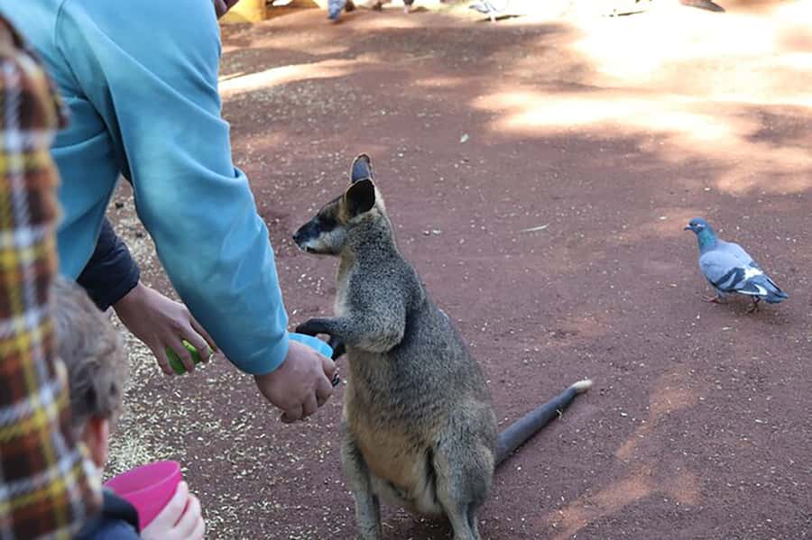 Blue Mountains: Private Tour with Wildlife and River Cruise - Scenic World in Katoomba: the steep train and Skyway cable car views