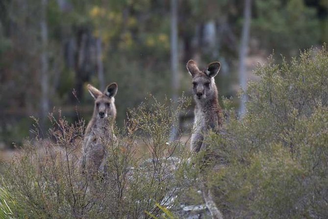 Blue Mountains Small-Group Insider Tour from Sydney - Key points before you go