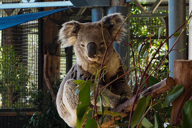 Blue Mountains Small Group Tour with Lunch, Zoo and Scenic World - Scenic World: included entry plus Railway and Cableway in a full 2 hours