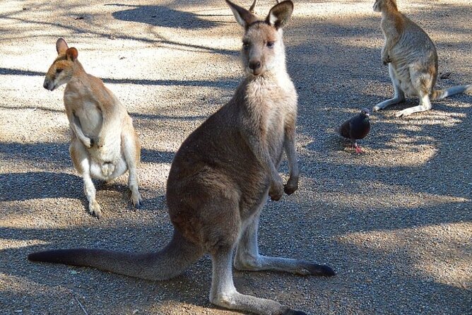 Blue Mountains Sunset Tour | See Kangaroos & Koalas (Private Tour) - Pickup and timing: how the day is scheduled around sunset