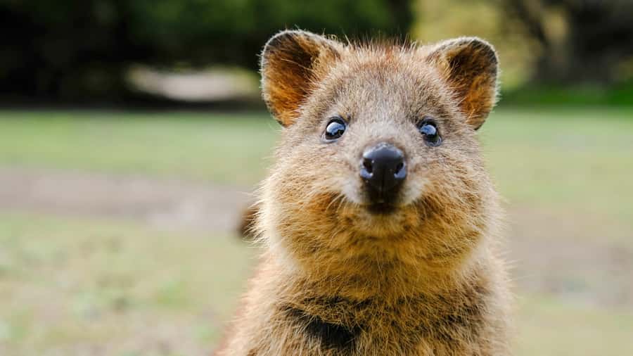 Blue Mountains Tour - Small grp, Koala, Kangaroo & Waterfall - Featherdale Wildlife Park: koalas, kangaroos, and hands-on moments