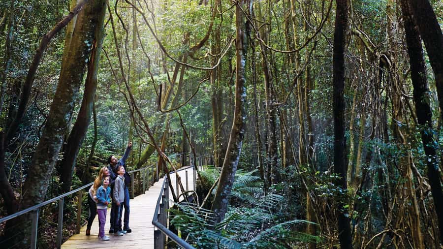 Blue Mountains Tour - Small grp, Koala, Kangaroo & Waterfall - Back to Sydney by ferry, with a small extra cost