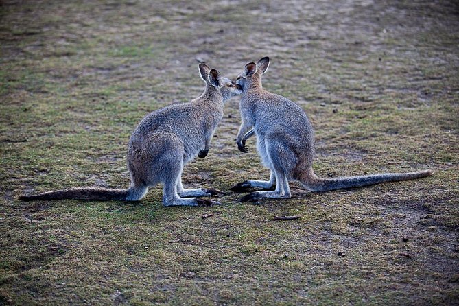 Blue Mountains Wildlife Full-Day Sights and Hiking from Sydney - Blue Mountains National Park: a calmer way to do the big scenery