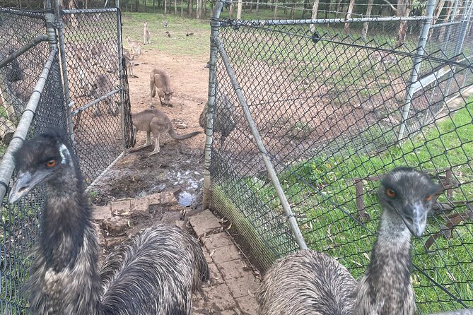 Blue Mountains Wildlife Full-Day Sights and Hiking from Sydney - Three Sisters: small-bus access plus legend time