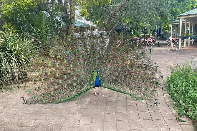 Blue Mountains Wildlife Full-Day Sights and Hiking from Sydney - Mount Tomah Botanic Garden: a cool-climate reset before Sydney
