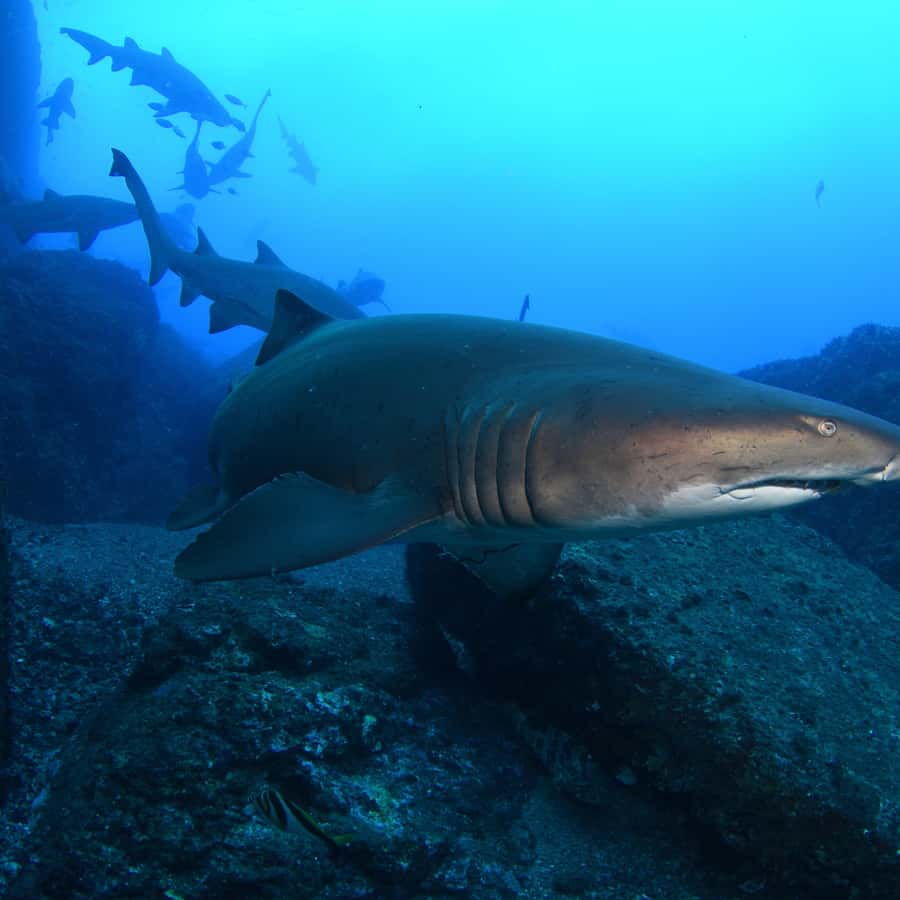 Bondi: Shark Dive at Bushrangers Bay for Certified Divers - Key reasons this shark encounter works